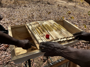 Aufstellung der erhaltenen Bienenstöcke.